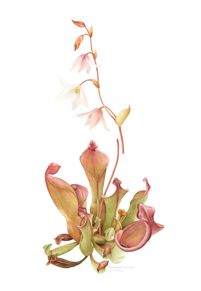 Heliamphora heterodoxa South American sun pitcher ©Jane Stark 