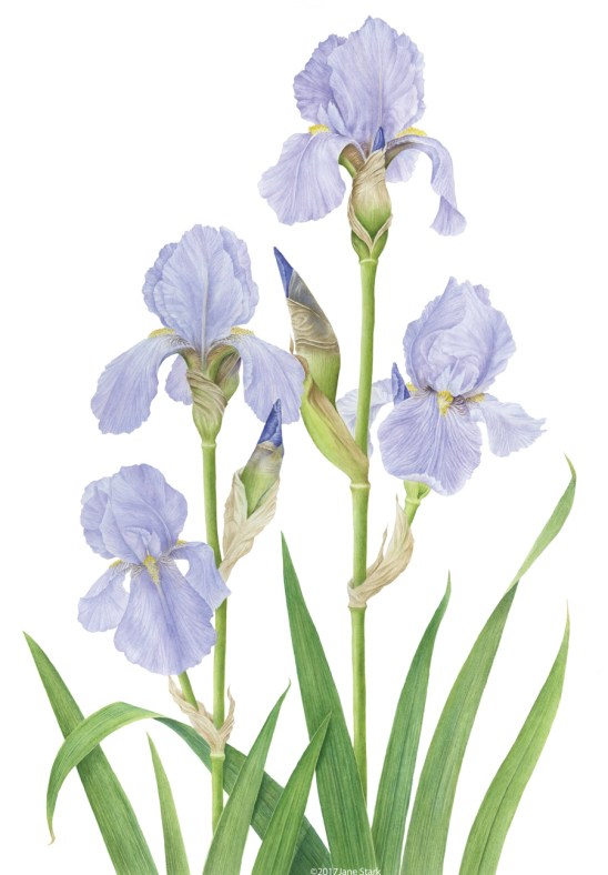 iris_killiney_web