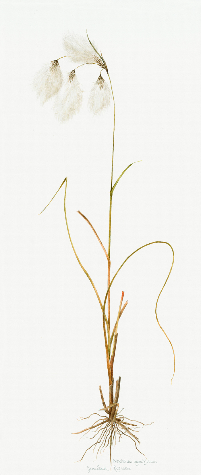 JS-Bog-Cotton-adj-new_web