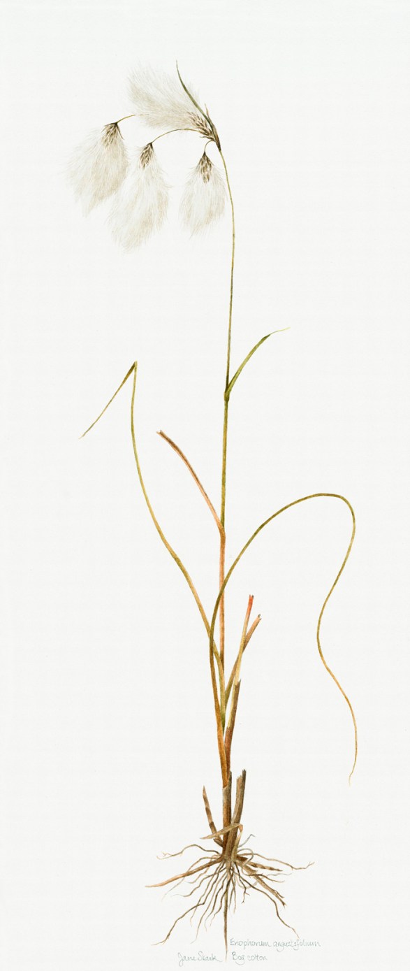 JS-Bog-Cotton-adj-new_web