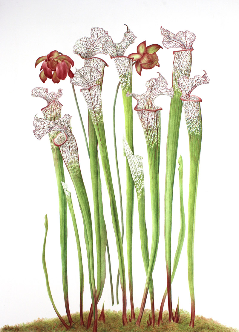 sarracenia_leucophylla_jane_stark_web