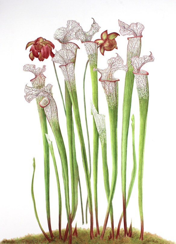 sarracenia_leucophylla_jane_stark_web