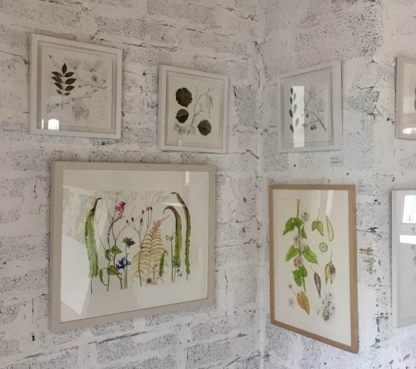 A small selection of paintings on view at Claregalway Castle Botanical Art Expo in July 2018