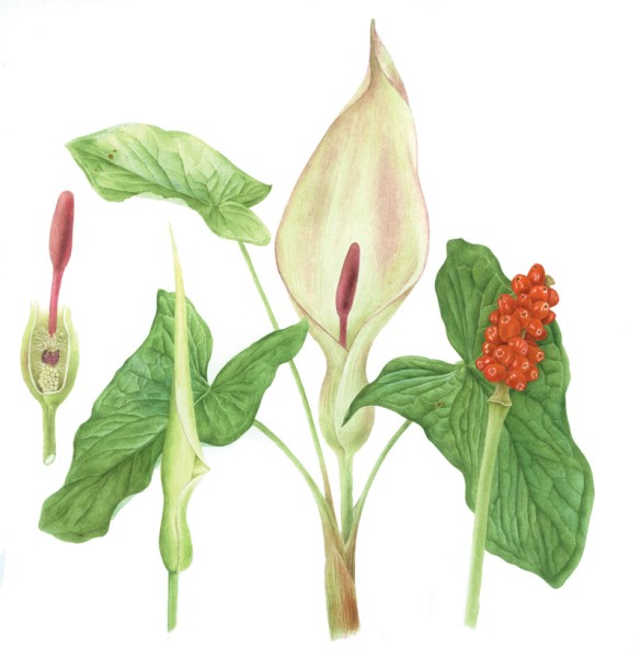 Arum maculatum Lords and Ladies. ©Jane Stark