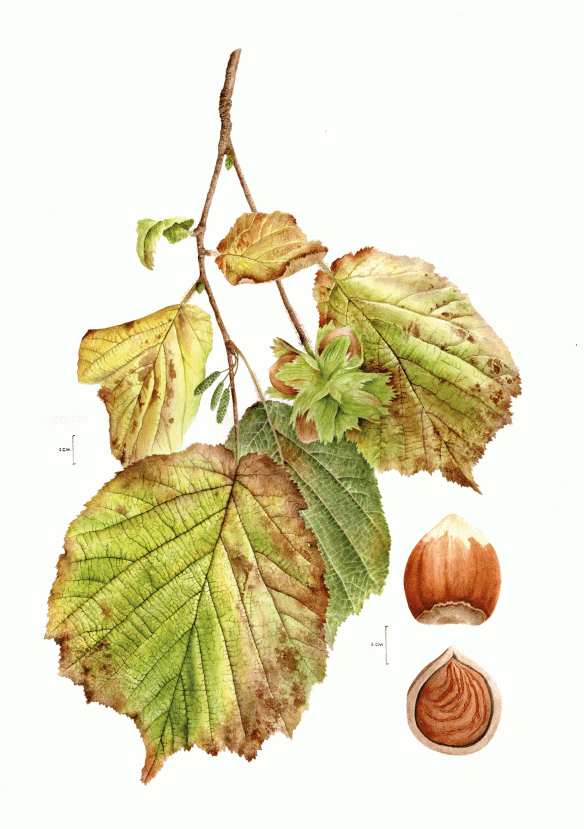 Hazel - Corylus avellana – watercolour by Jane Stark